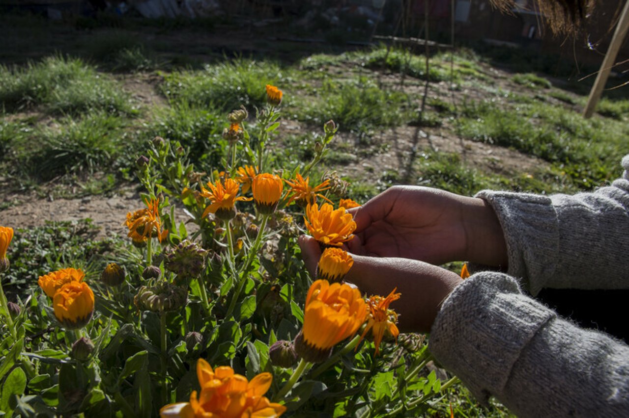 Hands holding a flower